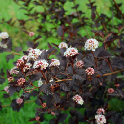 Thompson & Morgan Physocarpus Opulifolius Diabolo 9Cm Potted Plant X 1 from B&Q