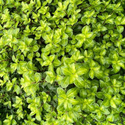 Thompson & Morgan Pittosporum Tenuifolium Golden Ball 9Cm Potted Plant X 1 from B&Q