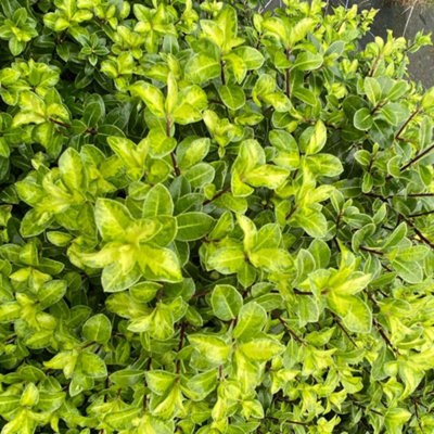 Thompson & Morgan Pittosporum Tenuifolium Golden Ball 9Cm Potted Plant X 3 from B&Q