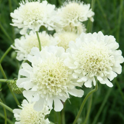 Thompson & Morgan Scabiosa Ochroleuca 9Cm Potted Plant X 2 from B&Q