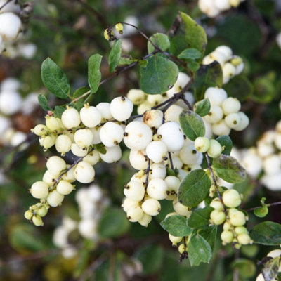 B&Q -  Symphoricarpos Doorenbosii Magical Galaxy 9Cm Potted Plant X 1