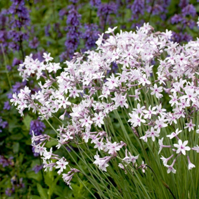 B&Q -  Tulbaghia Violacea 9Cm Potted PlantPack Of 2Hardy PerennialEvergreenOutdoor Garden Plant