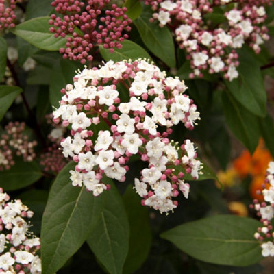 B&Q -  Viburnum Tinus Spirit 9Cm Potted Plant X 1