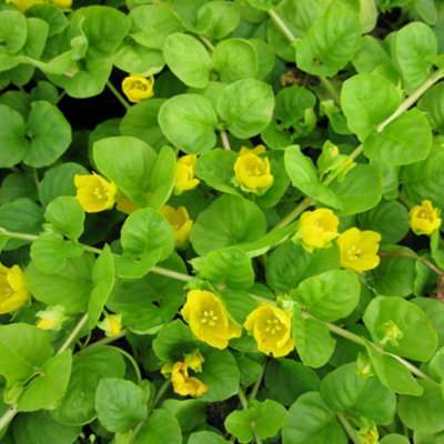 Thompson & Morgan Creeping Jenny PlantLysimachia NummulariaHardy Perennial Golden Yellow Flowers Pond/damp Borders Low Maintenance 9Cm Pot X3 from B&Q