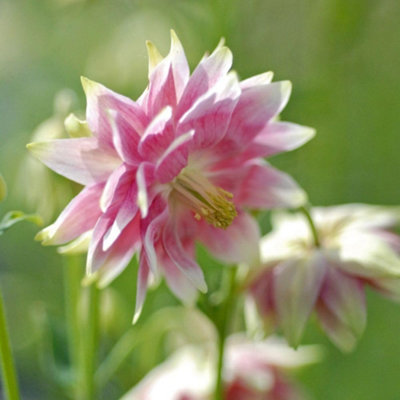 Thompson & Morgan Aquilegia Nora Barlow SeedsDouble Pink & White ColumbineHardy PerennialSun/shadeCottage Garden Flower50 Seeds from B&Q