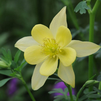 Thompson & Morgan - Aquilegia - Yellow Flower Seeds - Image 4