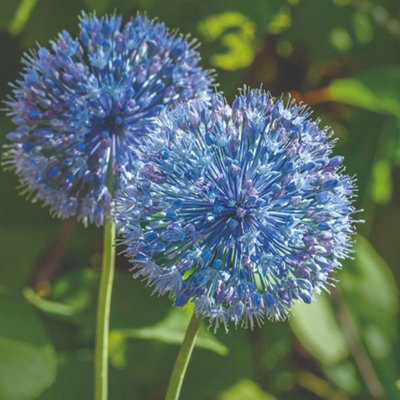 Thompson & Morgan - Allium Blue Drumstick - 40 Pack - Blue - Image 3