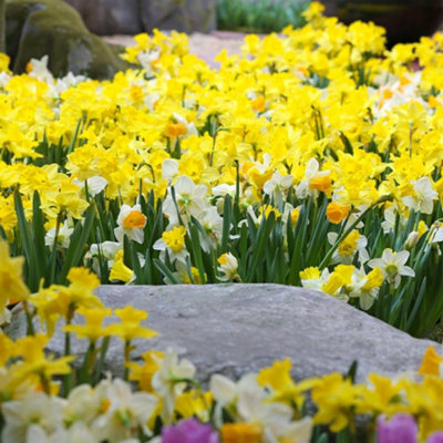 Thompson & Morgan Spring Flowering Mix Bulbs 600 Pack - Multi - Image 5