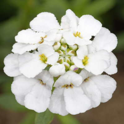 Thompson & Morgan White Pinnacle Candytuft Organic SeedsHardy Annual Fast Growing White Flowers Pollinator Friendly (50 Seeds) from B&Q