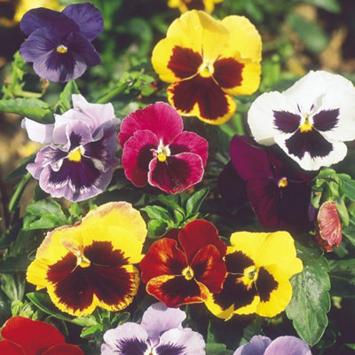 Thompson & Morgan Pansy Super Chalon Giant SeedsHardy Perennial Viola For Borders & Containers50 Seeds from B&Q