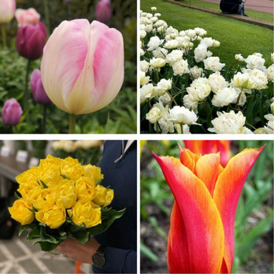 Thompson & Morgan Scented Tulip Collection Flower Bulbs - Pink, Orange, Yellow - Image 4
