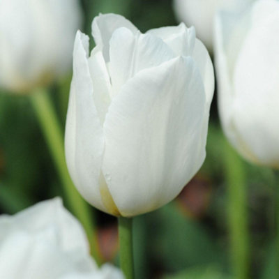 Thompson & Morgan White Dream Tulip Bulbs - 16 Pack - Image 4