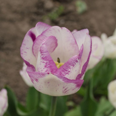 Thompson & Morgan Thompson And Morgan Tulip Shirley Bulb 16 Pack - Image 4