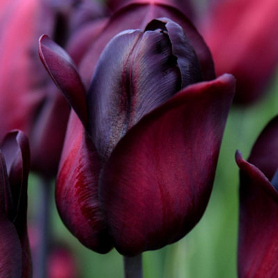 Thompson & Morgan Thompson And Morgan Tulip Triumph Ronaldo Bulb 8 Pack - Image 5