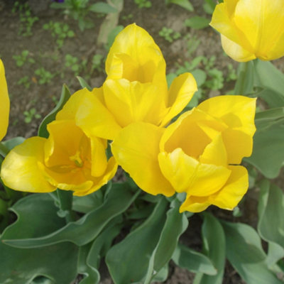 Thompson & Morgan Yellow Flight Tulip Bulbs - 16 Count - Image 4
