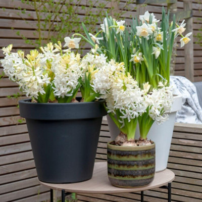Thompson & Morgan Hyacinth Snow Crystal Bulbs - White - 5 Pack - Image 4