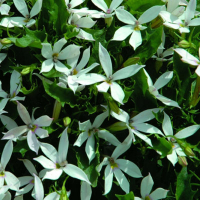 B&Q -  Laurentia White Star-Shaped Flowers Easy-Care Annual Seeds For Containers Baskets & Borders60 Seeds