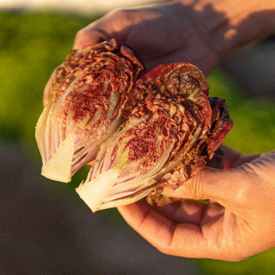 Thompson & Morgan Lettuce Volcana Red 1 Packet - Image 4