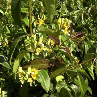 Thompson & Morgan Lonicera Henryi Copper Beauty 9Cm Potted Plant X 1 from B&Q