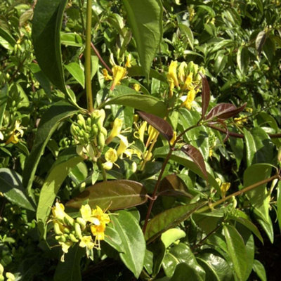 Thompson & Morgan Lonicera Henryi Copper Beauty 9Cm Potted Plant X 3 from B&Q