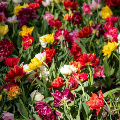 Thompson & Morgan Tulip Murillo Mixed 8 Bulbs - Image 5