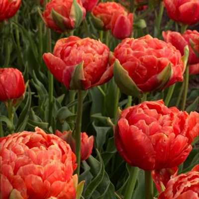 Thompson & Morgan Tulip Planting Bulb - Orange - Size 8 - Image 4