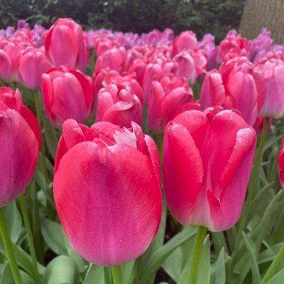Thompson & Morgan Thompson And Morgan Tulip Pink Giant Bulbs 8 Pack - Image 4