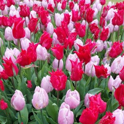 Thompson & Morgan Tulip Prince Mix 16 Bulbs - Lilac/Blue - Image 4