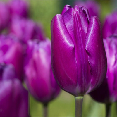 Thompson & Morgan Tulip Purple Flag Planting Bulb - Purple - 16 Pack - Image 4