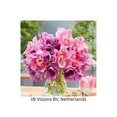 B&Q -  Tulip Purple Shades Mix Lavender Pink Purple Bulbs For Spring Garden Pots Cut Flowers8X Bulbs