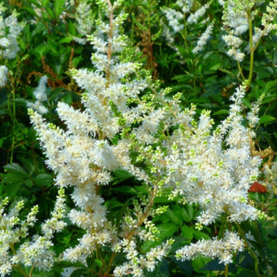 Thompson & Morgan Astilbe X Arendsii Weisse Gloria 9Cm Potted Plant X 2 from B&Q