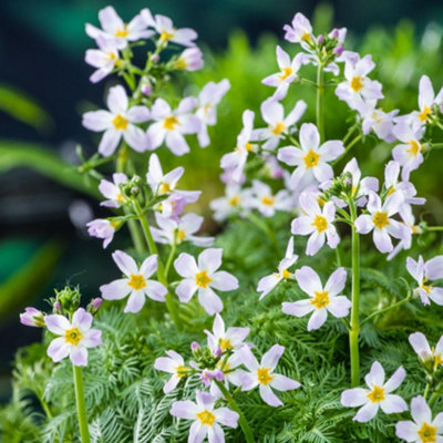Thompson & Morgan Hottonia Palustris 11Cm Basket X 2 from B&Q