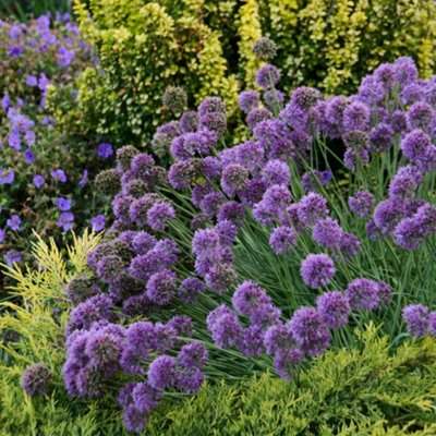 Thompson & Morgan Allium Senescens Medusas Hair 9Cm Potted Plant X 1 from B&Q
