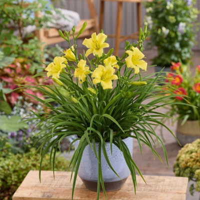 B&Q -  Hemerocallis Stella Citron 9Cm Potted Plant X 1