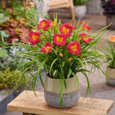 B&Q -  Hemerocallis Stella Rouge 9Cm Potted Plant X 3