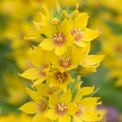 Thompson & Morgan Lysimachia Punctata 9Cm Potted Plant X 2 from B&Q