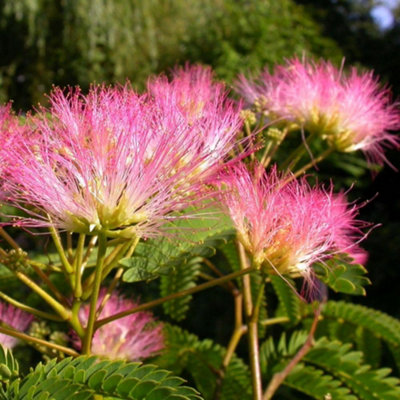 Thompson & Morgan Pink/Light Albizia Julibrissin Tropical Dream Litre Potted Plant X 2 Size 3