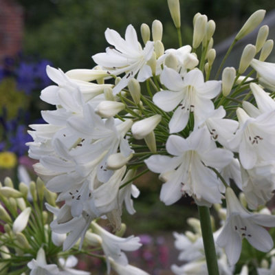 Thompson & Morgan Thompson And Morgan Agapanthus Arctic Star Plant Pot 9Cm 2 Pack - Image 4