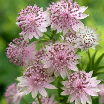 Thompson & Morgan Astrantia Buckland 9Cm Potted Plant X 2 from B&Q