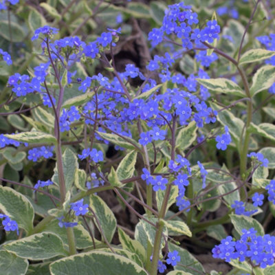Thompson & Morgan Brunnera Macrophylla Hadspen Cream 9Cm Potted Plant X 2 from B&Q