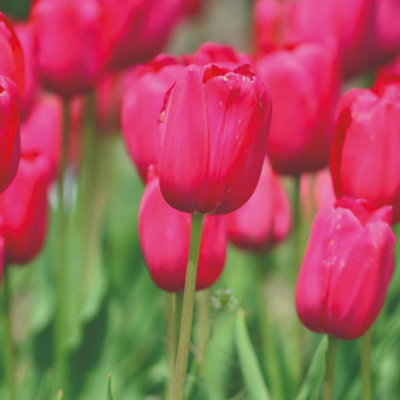 Thompson & Morgan Tulip Barcelona Planting Bulb - 16 Pack - Pink - Image 4