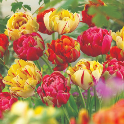 Thompson & Morgan Tulip Colour Carnival Mixed Planting Bulb 16 Pack - Image 5