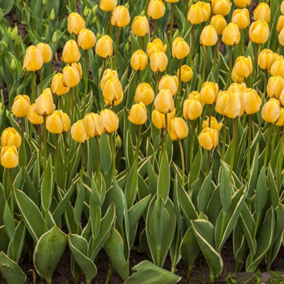 Thompson & Morgan Tulip Cream Cocktail Bulbs - Yellow - 16 Pack - Image 4