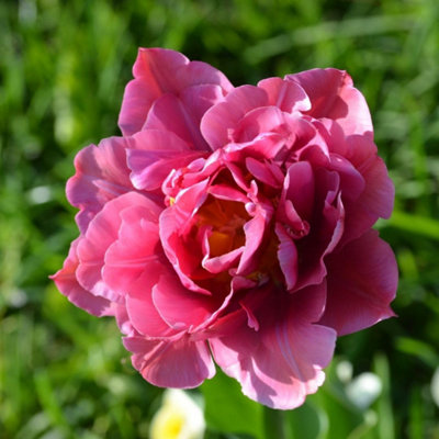 Thompson & Morgan Tulip Double Flag 16 Bulbs Mauve-Purple - Image 4