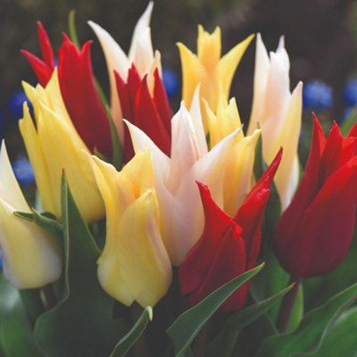 Thompson & Morgan Thompson And Morgan Tulip Elegant Mix Bulbs 16 Pack - Image 4