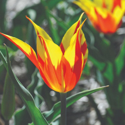 Thompson & Morgan Tulip Fire Wings Bulbs - 16 Pack - Red/Yellow - Image 4