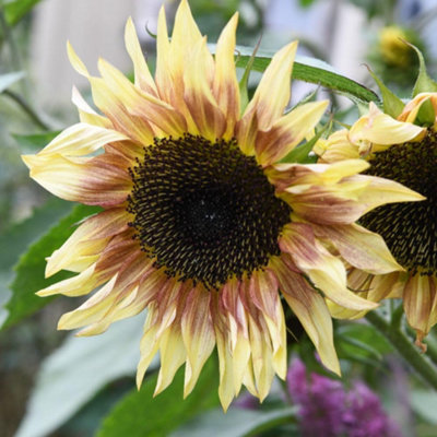 Sunflower Cherry Rose Hardy Annual Pollen-Free Multi-Branching Rosy Flowers 1 Packet X 12 Seeds By Thompson & Morgan from B&Q
