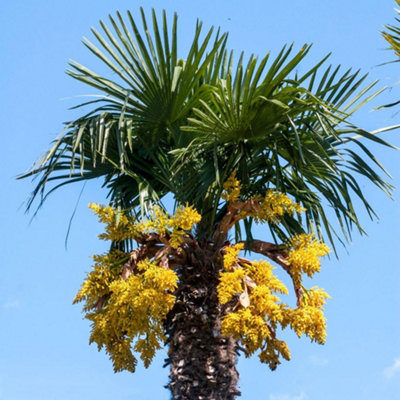 Thompson and Morgan Windmill Palm Seeds - Large - Yellow - Image 4