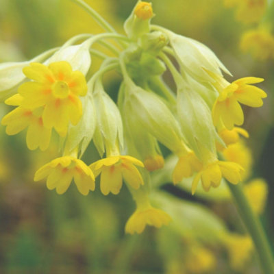 Primula Veris Cowslip Hardy Perennial Wildflower Seeds 1 Packet X 140 Seeds By Thompson & Morgan from B&Q