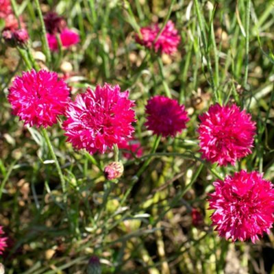 Thompson and Morgan - Cornflower Seeds - Red Boy - Red - Image 4
